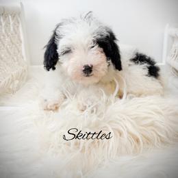 Skittles - Parti male Poodle puppy in from Pink Poodles and Doodles