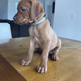 Rzr - Golden rust Vizsla puppy in Copenhagen, New York from River Falls Kennel