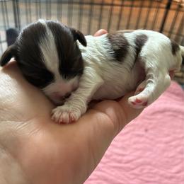 Carl Dean - Parti male Yorkshire Terrier puppy in Waco, Texas from Betterthan Chocolate Yorkies