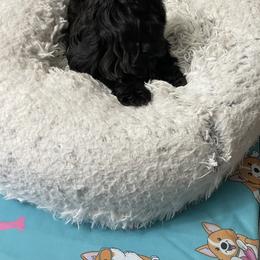 Shih Tzu Puppies from Joseph Franke