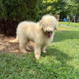 Boy 5 - Apricot male Double Doodle puppy in Jonesborough, Tennessee from Dry Creek Siberians