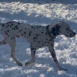 Theseus - White and liver brown male Dalmatian puppy in Toledo, Ohio from Exquisite Dalmatians & Standard Poodles