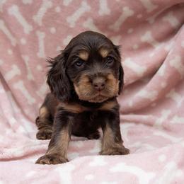 Sinclair - Liver and tan female English Cocker Spaniel puppy in Savannah, Georgia from Soultiecockers