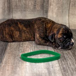 Green Collar - Black brindle male Cane Corso puppy in Catawba, North Carolina from Catawba Cane Corso