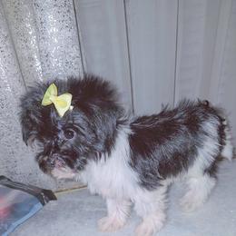 Girl 2 - Black female Morkie puppy in Memphis, Tennessee from Syvon's Morkies
