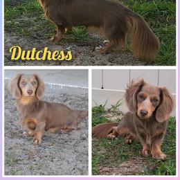 Dutchess - Dachshund