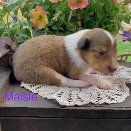 Maisie - Sable and white female Collie puppy in Hinckley, Minnesota from Rusty Spur Collies