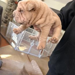 Chinese Shar-Pei Puppies from Morgan's Chinese Shar-Pei