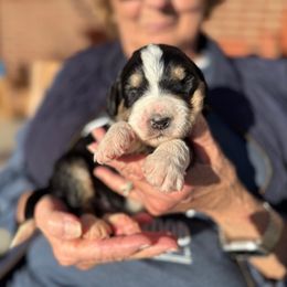 Cedar - Tri-color male Bernedoodle puppy in Ferguson, North Carolina from Elevated Standards NC
