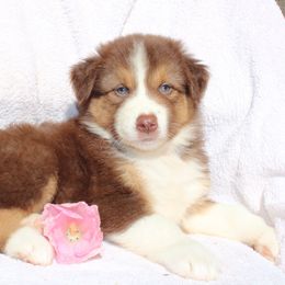 Zack - Red tri-color male Australian Shepherd puppy in Honey Brook, Pennsylvania from New Adventures Puppies