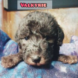 Bedlington Terrier Puppies from Dreamy Muse Bedlingtons