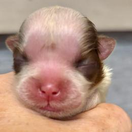 CKC tiny Tina - Chocolate and tan female Shih Tzu puppy in Skipperville, Alabama from Nay Nay’s Babies