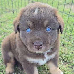 Red Tri Male 2 - Red tri-color male Australian Shepherd puppy in Crossville, Alabama from Bluff View Aussies