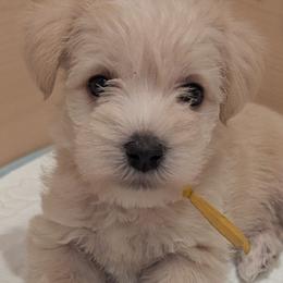 Baby boy 6 - yellow collar - Wheaten male Miniature Schnauzer puppy in Eupora, Mississippi from Mississippi Mini Schnauzers