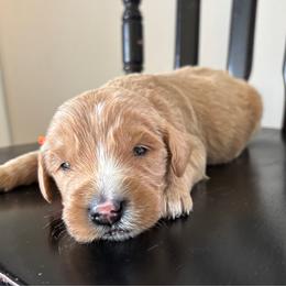 Boy 3 - Apricot male Goldendoodle puppy in Mattawan, Michigan from Doodifuldoods