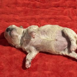 Poodle Puppies from Lixira Poodles