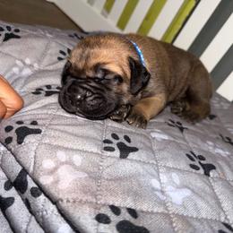 Blue boy - Fawn male Cane Corso puppy in Saluda, South Carolina from Brooks Imperial Corso