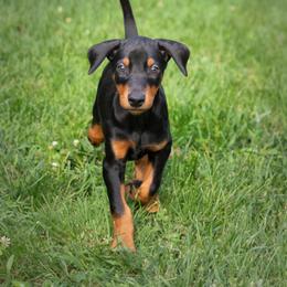 Doberman Pinscher Puppies from Warsong Dobermann