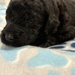 Goldendoodle and Poodle Puppies from Southern Stroll Poodles & Doodles