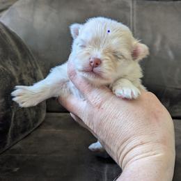 Peanut - Cream male Pomeranian puppy in Westphalia, Kansas from Prairie Ridge Kennel