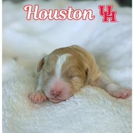 Houston - Apricot male Aussiedoodle puppy in High Point, North Carolina from Kingsfield Doodles