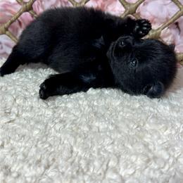 Pomeranian Puppies from Nel’s Pomeranians