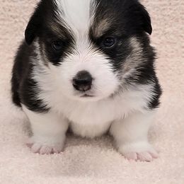 JAKE - Black and tan male American Corgi puppy in Walker, Iowa from Double K Corgis