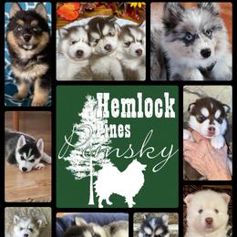 Pomsky and Siberian Husky Puppies from Hemlock Pines Pomsky