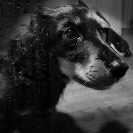 Dachshund Puppies from Weenie Wonders Hounds