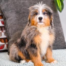 Raptor (socialization program grad) - Blue merle male Bernedoodle puppy in Dundee, Ohio from Down Home Doodle