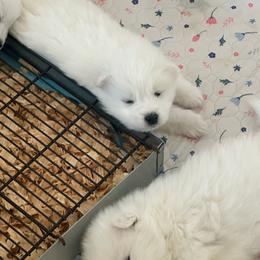 Boy 1 - White male Samoyed puppy in Phoenix, Arizona from Diamond Star Samoyeds