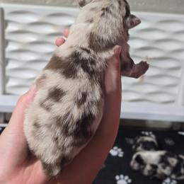 Biscuit (Red Merle) - Red merle male Australian Shepherd puppy in Rainsville, Alabama from Chaparro Farm Aussies