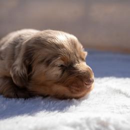 Prissy - Chocolate and tan female Dachshund puppy in Excel, Alabama from CJ’s Little Palace