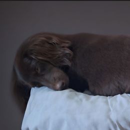 Miss. Violet - Dachshund