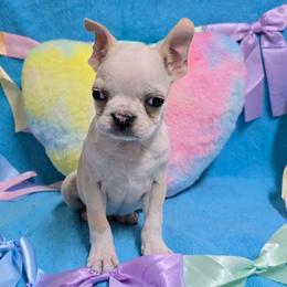 Cream Boy - Seal and white male Boston Terrier puppy in George West, Texas from JT Bostons