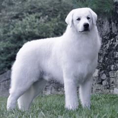 Cudar - Kuvasz