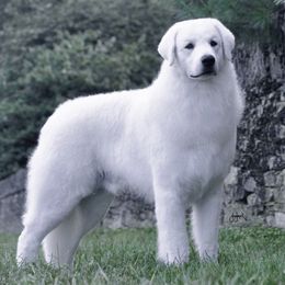 Cudar - Kuvasz