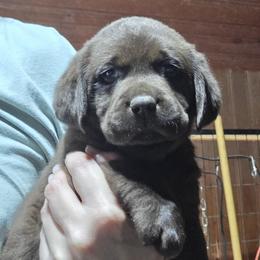 Chocolate Girl 3 - Chocolate female Labrador Retriever puppy in Andrews, South Carolina from Leyland Cypress Retrievers