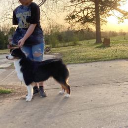 Phoebe - Australian Shepherd