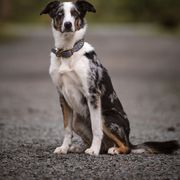 Vega - Australian Koolie