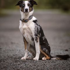 Vega - Australian Koolie