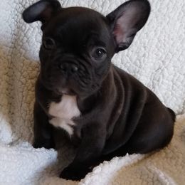 French Bulldogs from Lollypop Frenchies