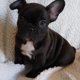 French Bulldogs from Lollypop Frenchies