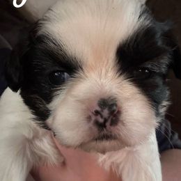 TBD - Black and white female Shih Tzu puppy in Jefferson, Ohio from May May’s Shih Tzu’s