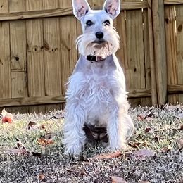 Miniature Schnauzer Puppies from Pierhaus Minature Schnauzers