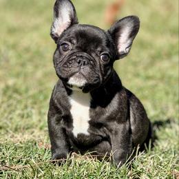 Ranger - Brindle and white male French Bulldog puppy in Washington, Pennsylvania from Crooked Pine French Bulldogs