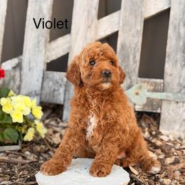 Violet - Red  female Goldendoodle puppy in Oxford, Pennsylvania from FriendlyPals