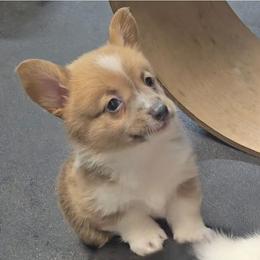 Savannah - Wild West Litter - White and fawn female Pembroke Welsh Corgi puppy in Lithia, Florida from Diamondcrest Inc