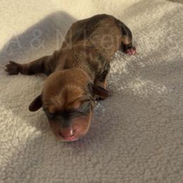 Girl 2 - Sable female Dachshund puppy in Brandon, Mississippi from A & N Kennels