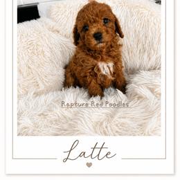 Latte - Apricot male Poodle puppy in Midway City, California from Rapture Red Poodles